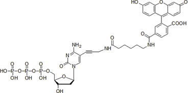 Fluorescein12-dCTP