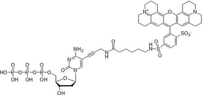 Texas Red-dCTP