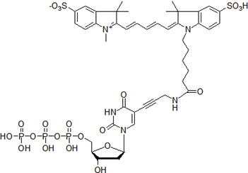 ​Cy5-dUTP